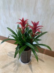 -诗媛嘉美健康管理中心(金桥店)