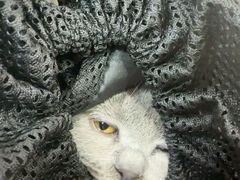 -全心全意连锁动物医院·微创中心·内科急重症·心脏专科(丰管路店)