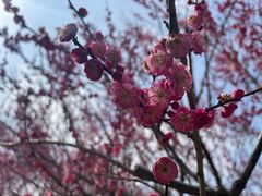 -花开海上生态园