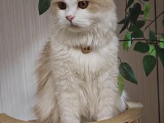 -唐小姐の私宠·宠物洗护美容·撸猫馆·购宠(周浦万达旗舰店)