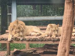 -昆明动物园