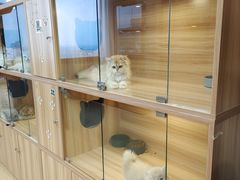 -猫十亿·布偶金渐层·曼基康矮脚猫舍(青年路店)