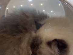 -瑞派紫金宠物医院24小时·骨科·中兽医·重症转诊中心(番禺大石院)
