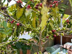 -Torch Coffee 炬点咖啡