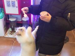 -李小姐の猫咖啡馆(五角场店)