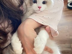 -lincat·猫舍(广州店)