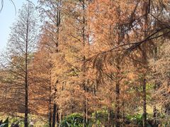 -云溪植物园