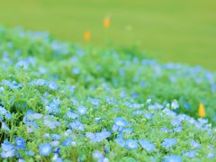 -上海辰山植物园