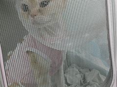 -达爱动物医院·犬猫分区·CT·复杂眼科(远洋山水分院)
