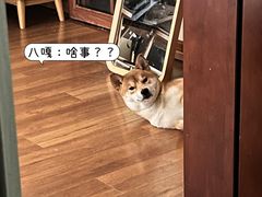 -瑞鹏宠物医院华南总院·夜诊·心脏科·骨科