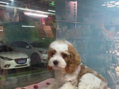 -FAELING PETS美天灵宠物(合生汇店)