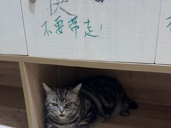 -藏猫猫咖啡主题馆(中央大道店)