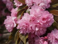 -莱阳濯村樱花园