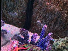 -暹罗海洋世界