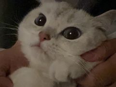 -纳吉亚猫专科动物医院·北北分院