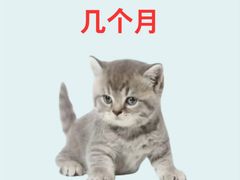 -艾贝尔宠物医院·24H转诊中心·肿瘤猫专科(江宁双龙店)