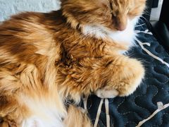 -平行世界·猫咖(首经贸店)