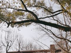 -杭州植物园