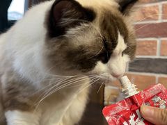 -蓝鲸·缅因猫舍