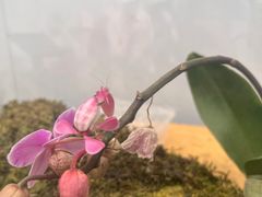 -昆明植物园