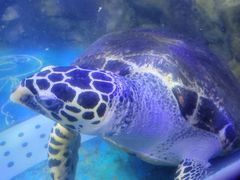 -太平洋海底世界