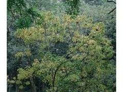 -中国科学院华南植物园