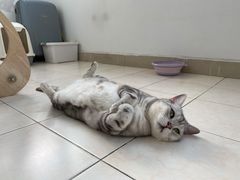 -萌兽医馆·犬猫专科·眼科中心·宠物医院(朝阳门分院)