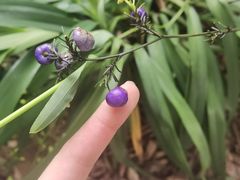 -广西壮族自治区药用植物园
