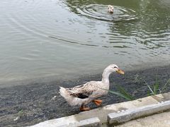 -雅和生态渔庄·宜城锅巴饭(龙灵山公园店)