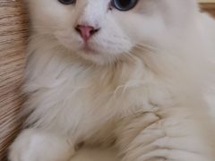-滚猫咖啡·猫咖·猫友好撸猫(未来城店)