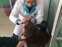 -利又安动物医院··老年病·猫科犬科·中兽医