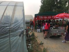 大棚-庞各庄西瓜蔬菜采摘园·锦华瓜园