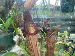 -国家植物园南园