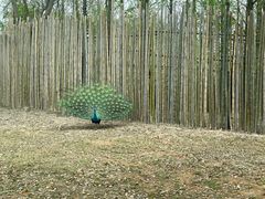 -上海野生动物园