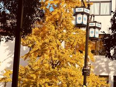 -小姜锅贴(凤凰街店)