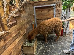 -Zoolung Zoolung动物主题公园(海信广场店)