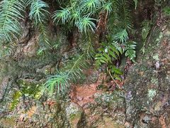 -杭州半山国家森林公园