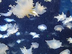 -太平洋海底世界