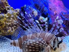 -太平洋海底世界