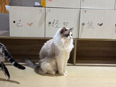 -藏猫猫咖啡主题馆(中央大道店)