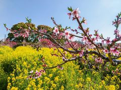 -南汇桃花村