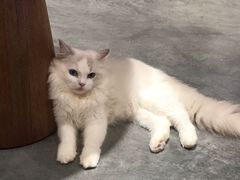 -瞄一喵猫咖(格力海岸店)