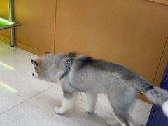 -帕帕拉兹宠物(亚洲旗舰店)