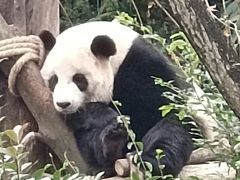 -都江堰中华大熊猫苑