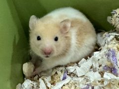 -达爱动物医院·犬猫分区·CT·复杂眼科(远洋山水分院)
