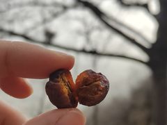 -北京凤凰岭