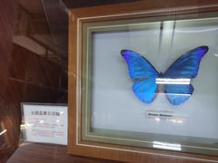 -上海大自然野生昆虫馆(东方明珠·爬宠昆虫探索中心)