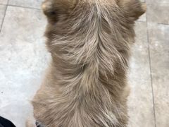 -美联众合动物医院·24h转诊中心