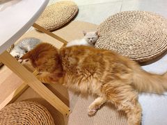 -Heymao猫咖.咖啡厅(东门店)
