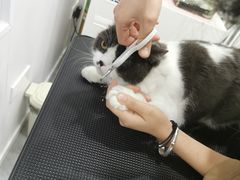 -爱洗澡的猫(天河路店)